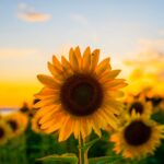 Sentir que o que você tem a oferecer não é bom o suficiente – EBD Hoje