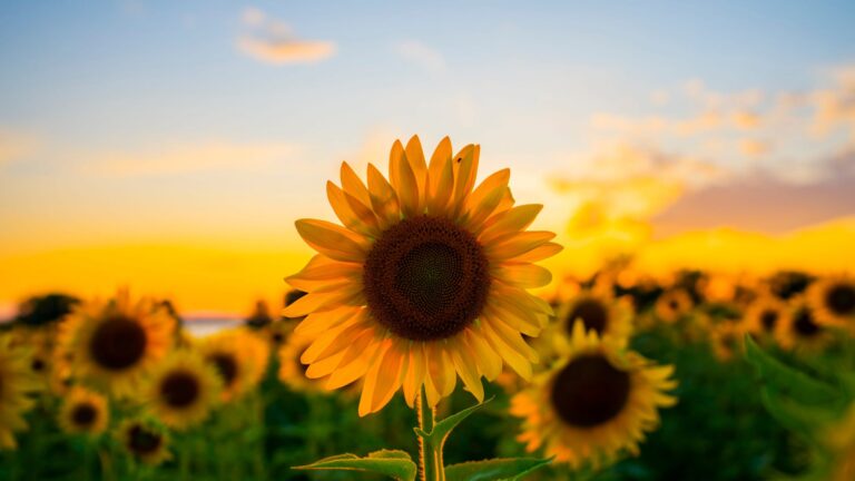 Sentir que o que você tem a oferecer não é bom o suficiente – EBD Hoje