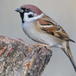 5 Versículos da Bíblia sobre pardais e o que podemos aprender com eles – EBD Hoje