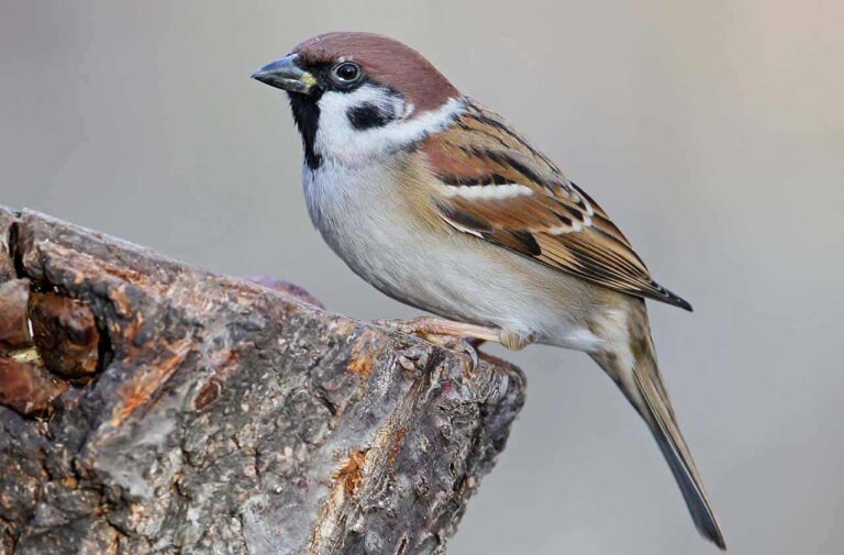 5 Versículos da Bíblia sobre pardais e o que podemos aprender com eles – EBD Hoje