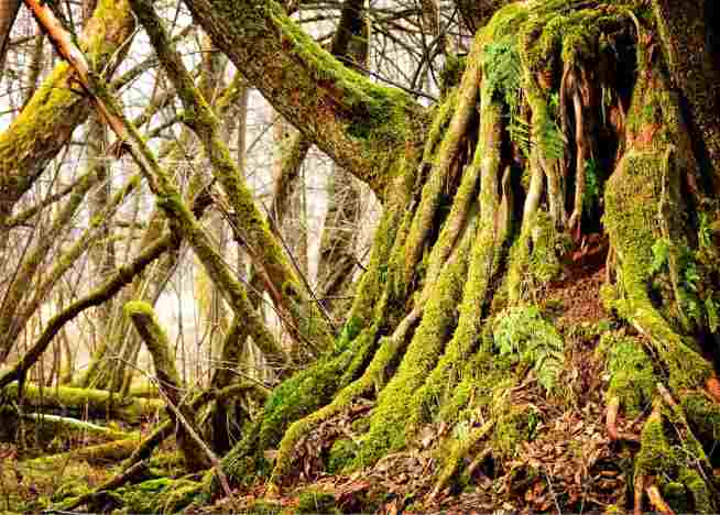 O que é uma “raiz de amargura”? – EBD Hoje