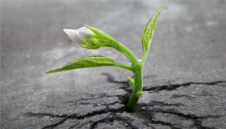 8 versículos sobre Regeneração – EBD Hoje