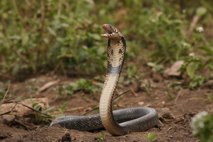 12 Versículos sobre a Serpente – EBD Hoje